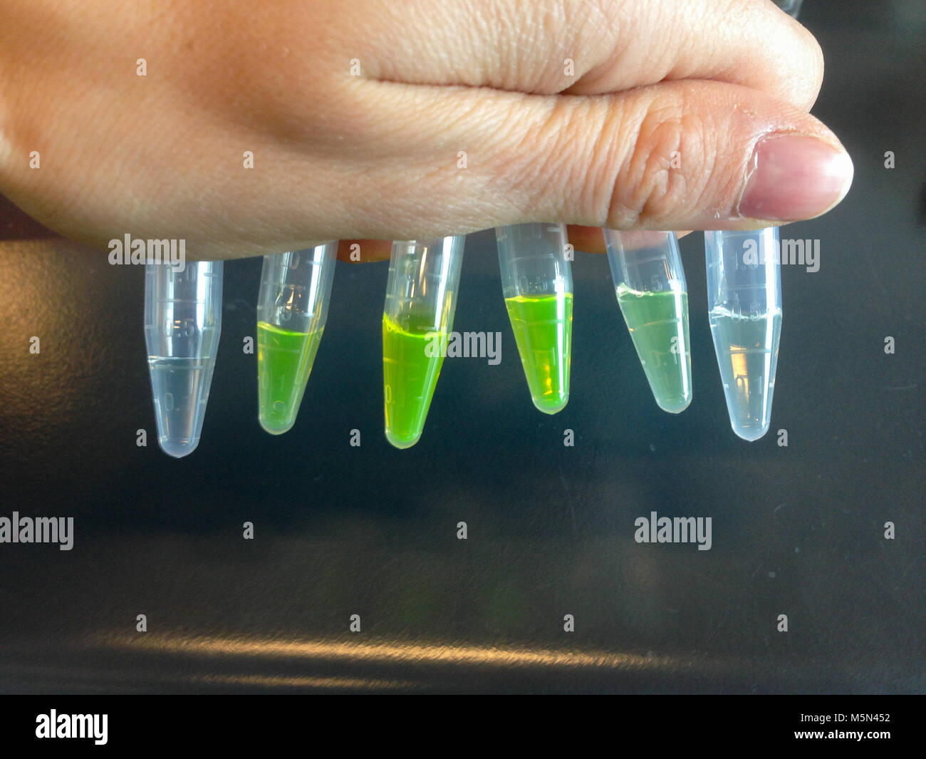 Eppendorf Röhrchen mit Proteinen in unterschiedlichen Konzentrationen mit grünen Fluorophore in einem Labor mit der Bezeichnung Stockfoto