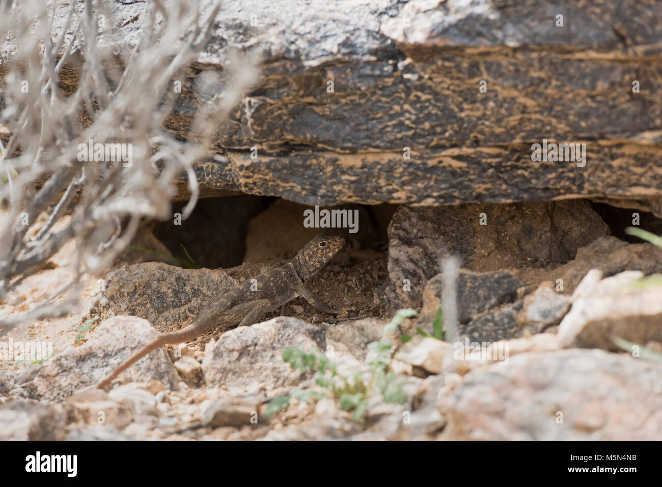 Great Basin collared Lizard (Crotaphytus bicinctores). Stockfoto Great Basin collared Lizard (Crotaphytus bicinctores). Stockfoto