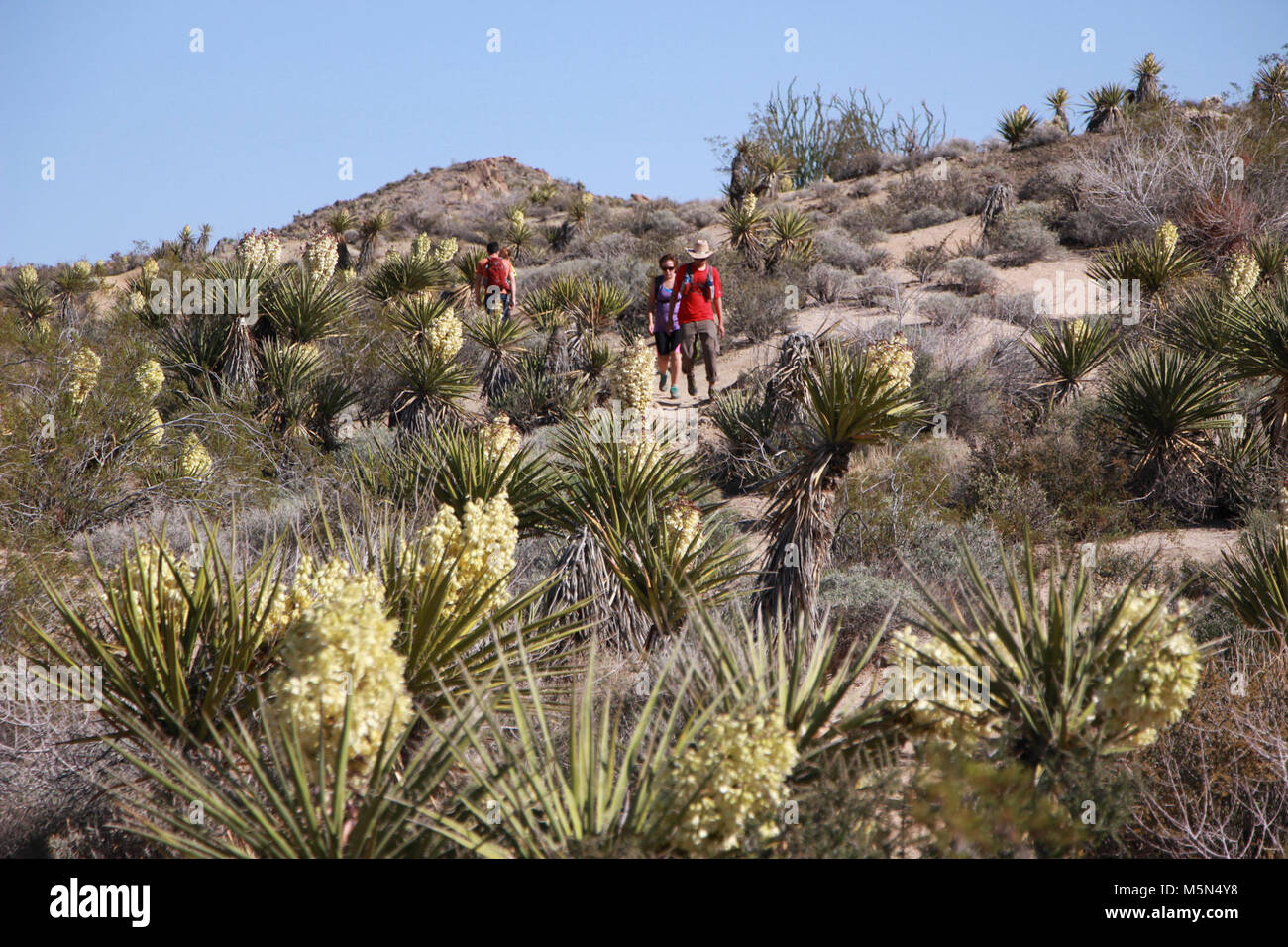 Wandern Palm Oasis verloren. Stockfoto