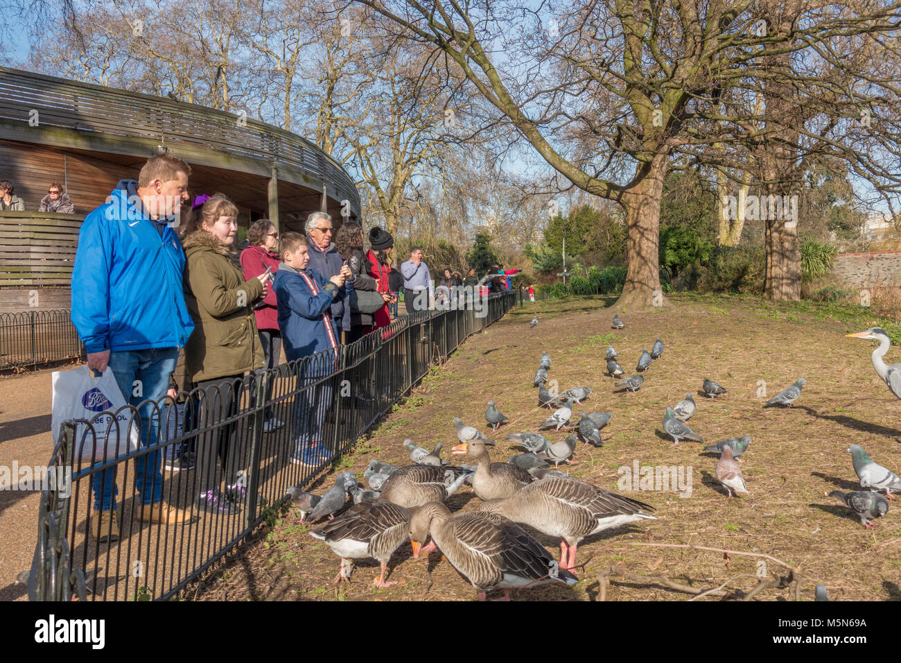 Gruppe von Besuchern zu St James's Park, stehend durch einen Zaun beobachten die Bewohner Tauben, Enten und Reiher davon essen. London SW1A, England, UK. Stockfoto