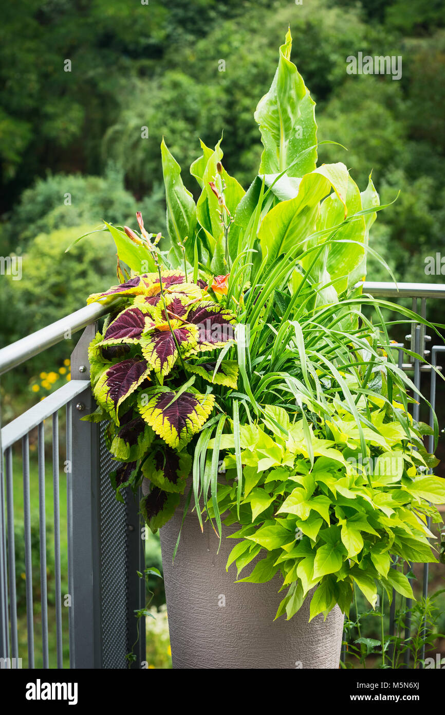 Verschiedenen Zierpflanzen im Blumentopf mit Canna, rot gefärbt Nessel