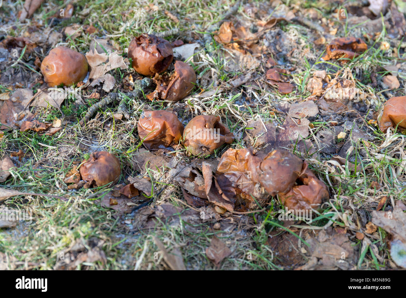 Äpfel auf dem Boden; Februar; Nellemann's Garden, Fjerritslev, Dänemark Stockfoto