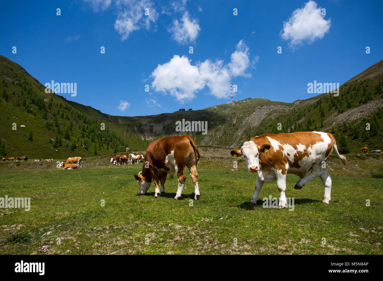 Kühe und Rinder auf Almen in den Alpen Stockfoto