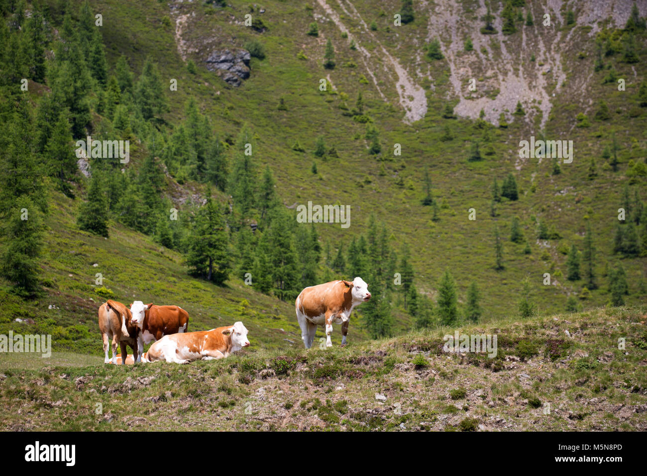 Kühe und Rinder auf Almen in den Alpen Stockfoto