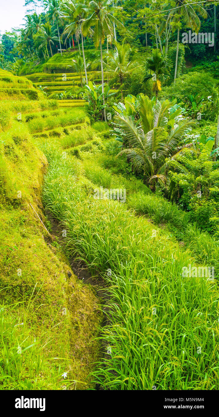 Touristische Fußweg entlang erstaunliche tegalalang Reis terrasse Felder mit wunderschönen Kokospalmen wachsen auf Kaskaden, Ubud, Bali, Indonesien Stockfoto