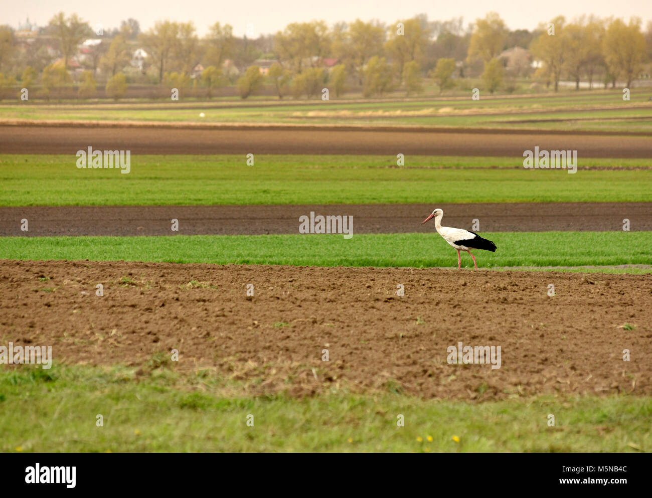 Stork auf gepflügten Feldes, Ackerland Stockfoto