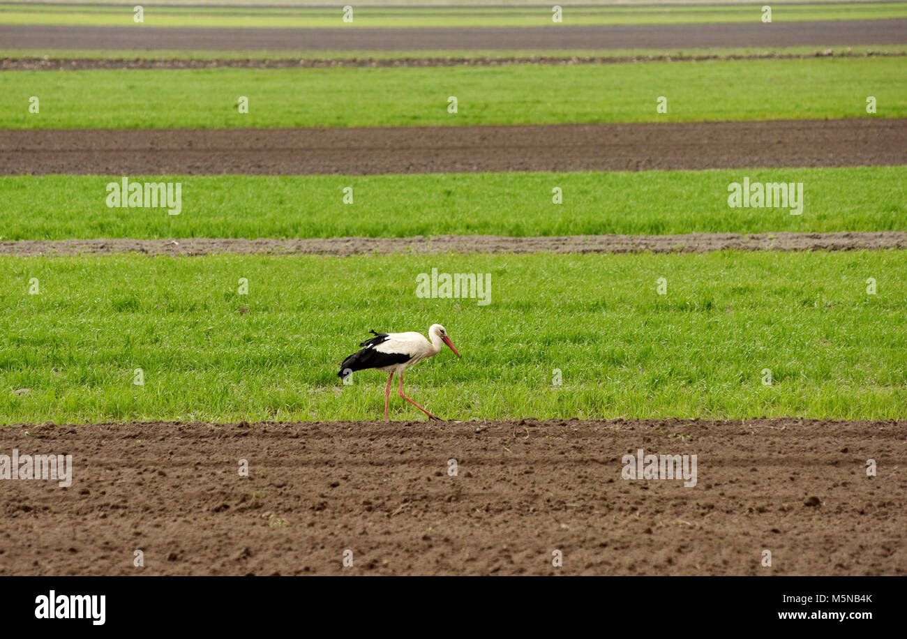 Stork auf gepflügten Feldes, Ackerland Stockfoto