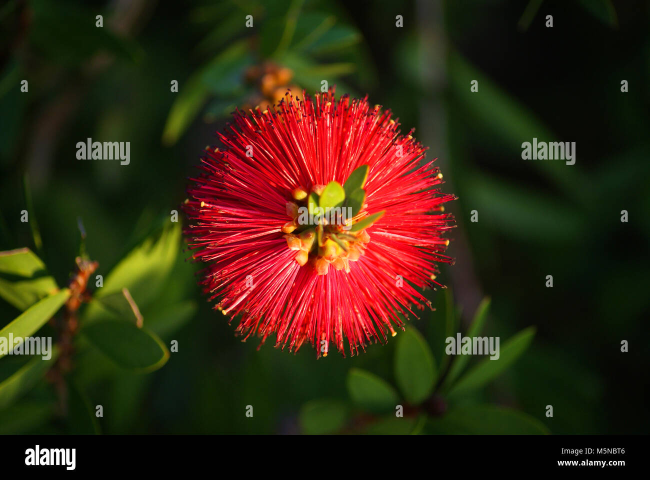 Eine wundervolle Blume mit Untertiteln in der Türkei. Stockfoto
