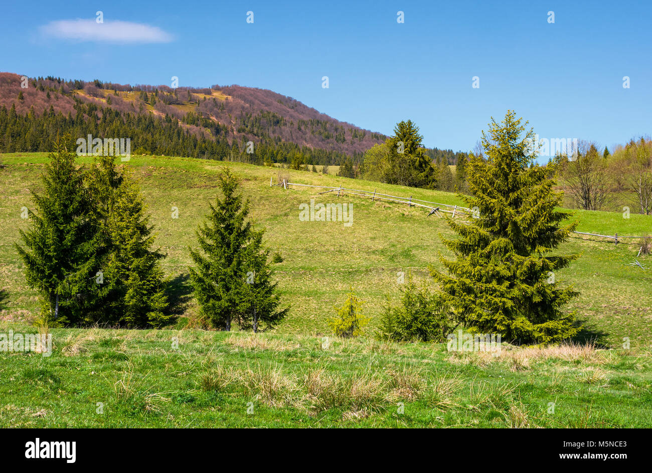 Bergige Landschaft mit Nadelwald. schöne Frühlingslandschaft am Fuße der Borschawa Bergrücken. Lage - Pylypets, Transkarpatien r Stockfoto