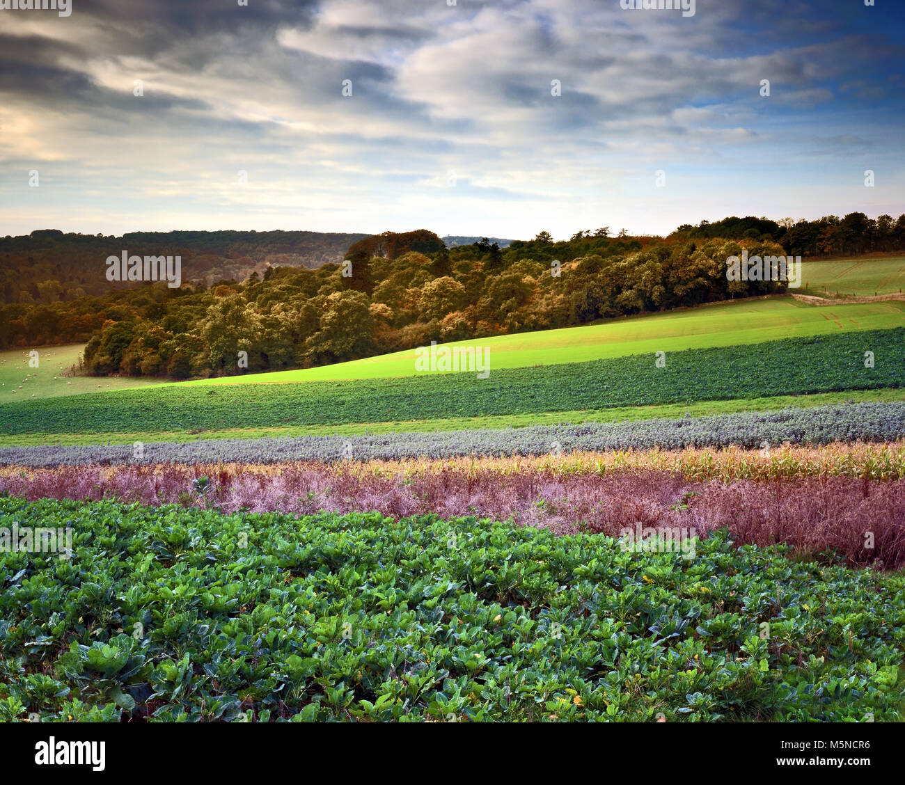 Ein Blick auf das fruchtbare Ackerland in den Cotswolds in ländlichen Gloucestershire. Stockfoto