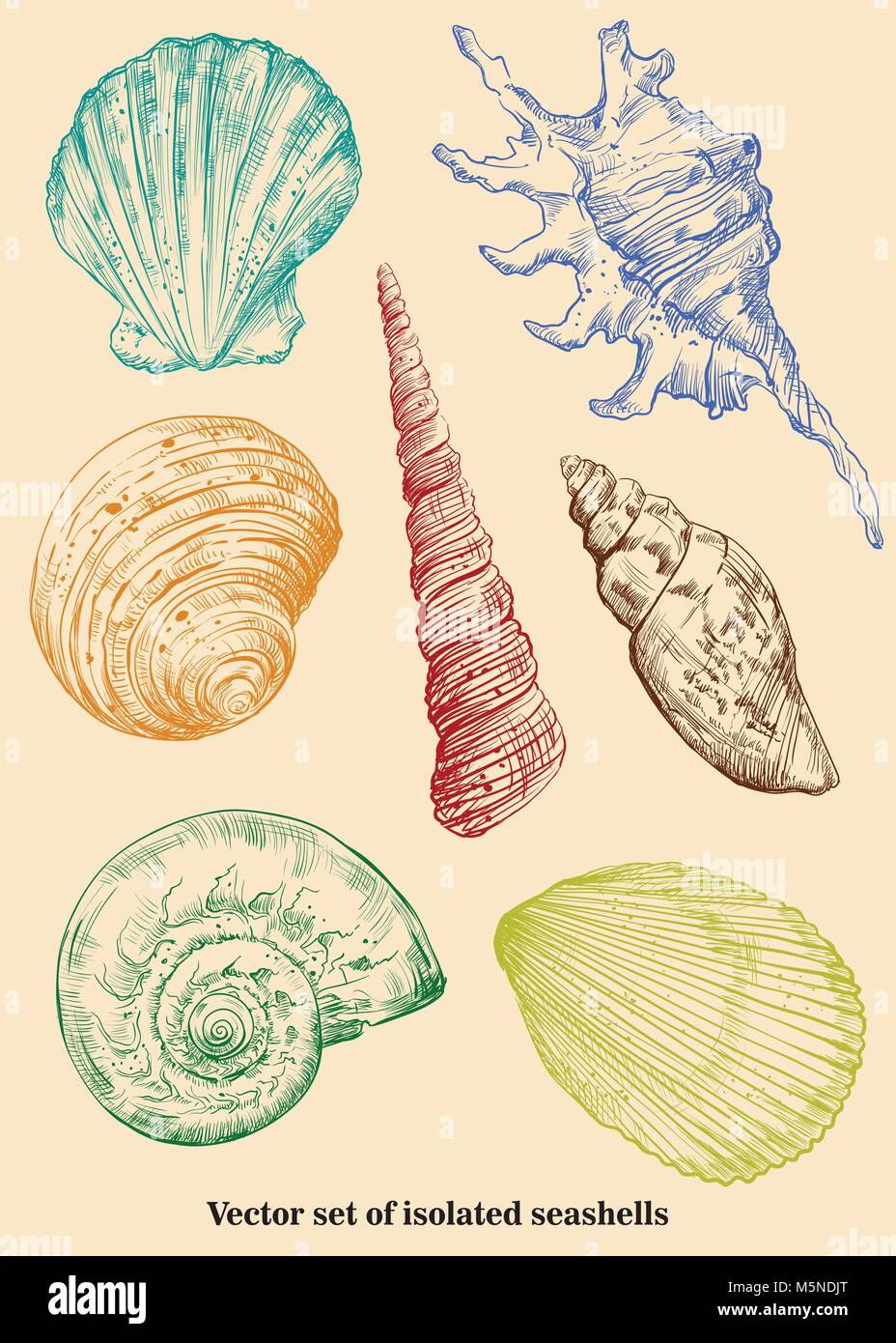 Vektor einrichten von bunten Handzeichnung Muscheln auf beigem Hintergrund isoliert Stock Vektor