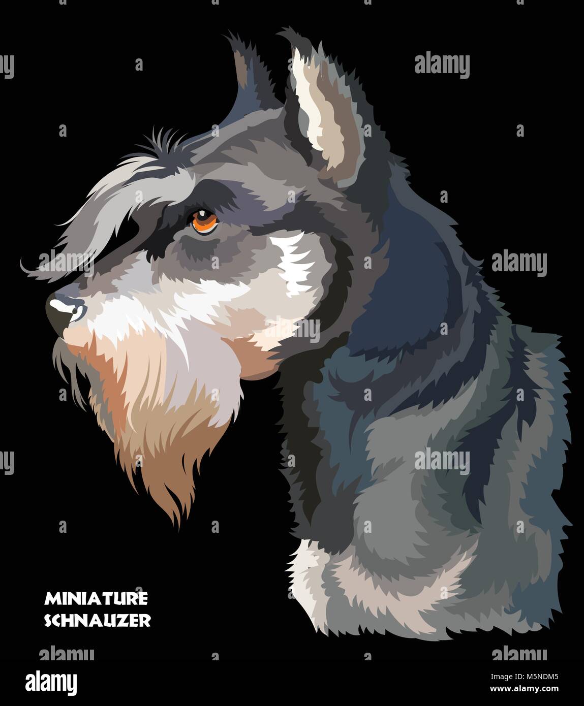 Farbige Portrait von Zwergschnauzer isoliert Vector Illustration auf schwarzem Hintergrund Stock Vektor