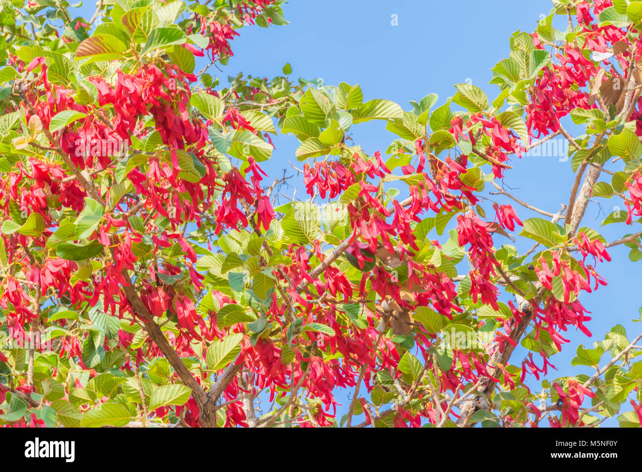 Die Oberflächenstruktur des Dipterocapus alatus Frucht mit dem blauen Himmel Wolke Hintergrund. (Yang na, Sabaeng, Namen des Thai). Stockfoto