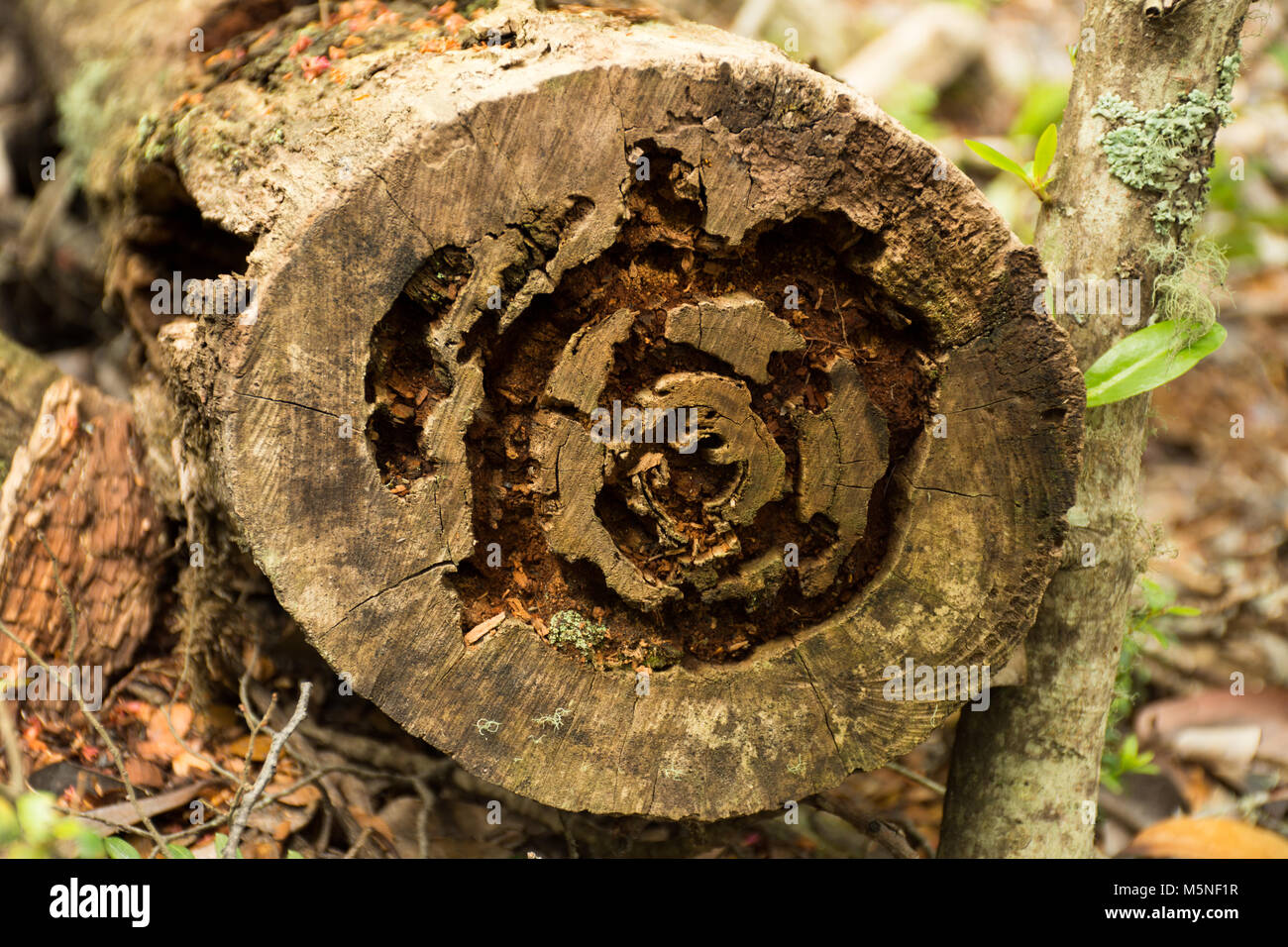 Nahaufnahme der Schnitt ein Baumstamm zeigen Schäden durch Insekten. Mit einer geringen Tiefenschärfe fotografiert. Stockfoto
