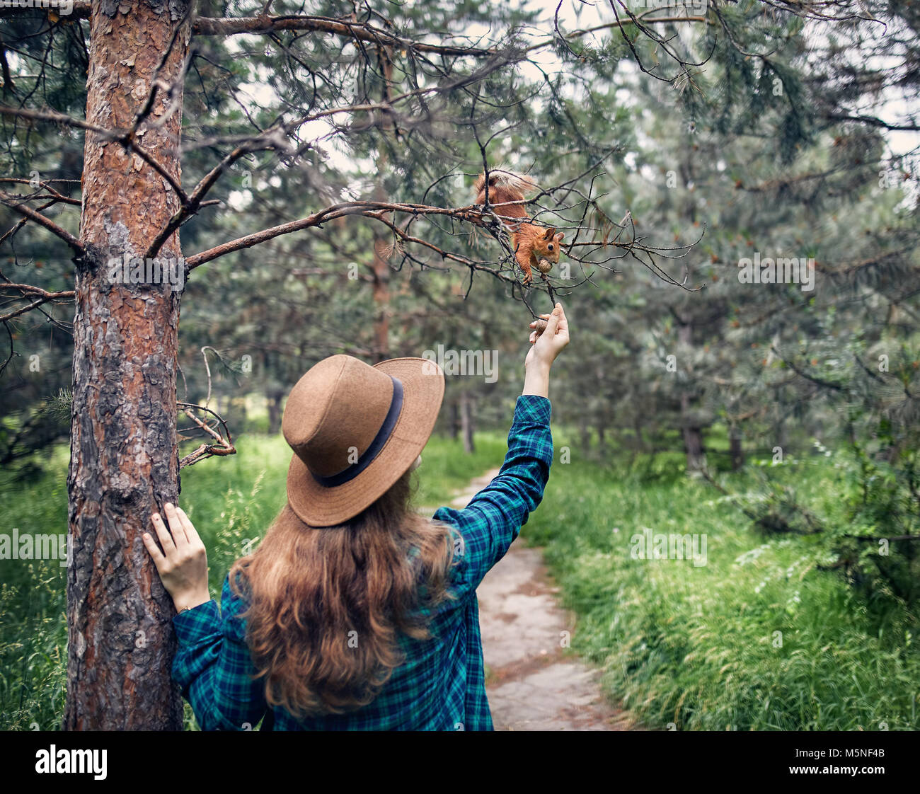 Junge Frau mit Hut mit langen Haaren füttern Eichhörnchen in einem Pinienwald Stockfoto