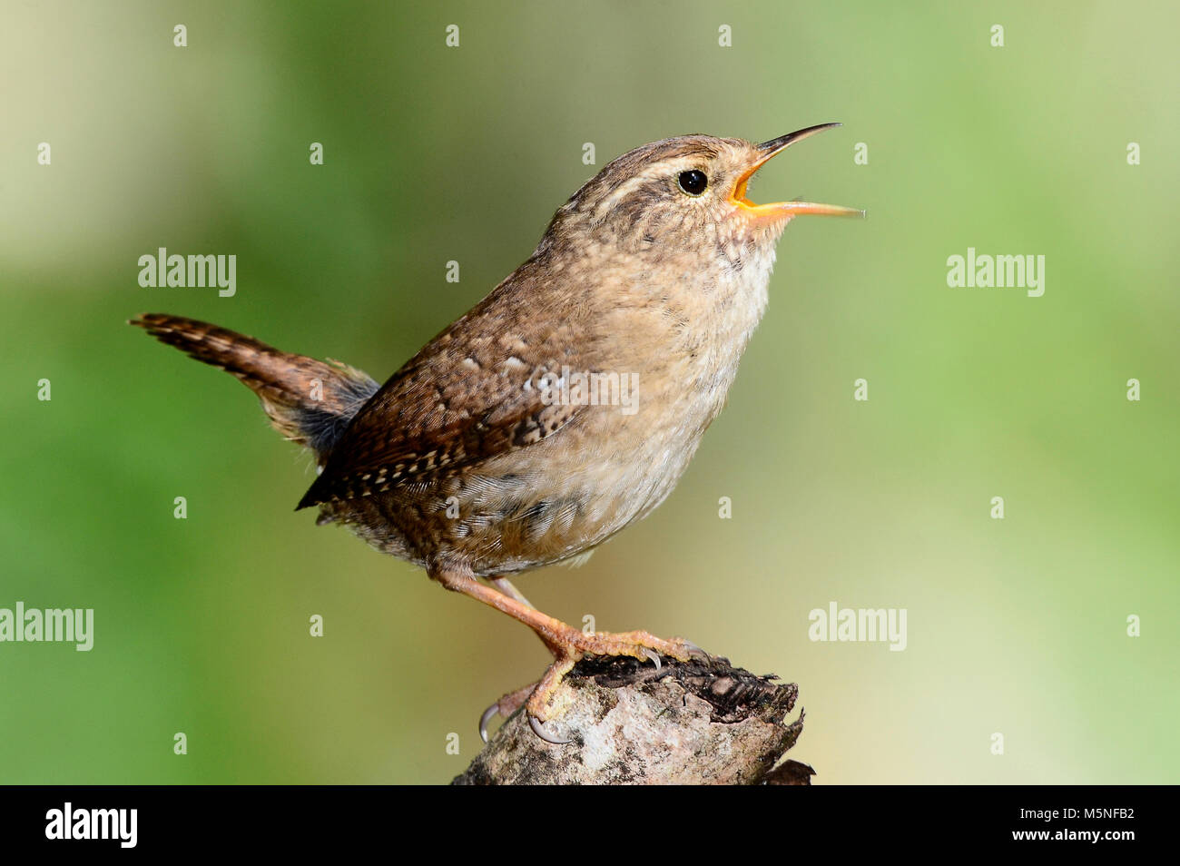 Wren Stockfoto