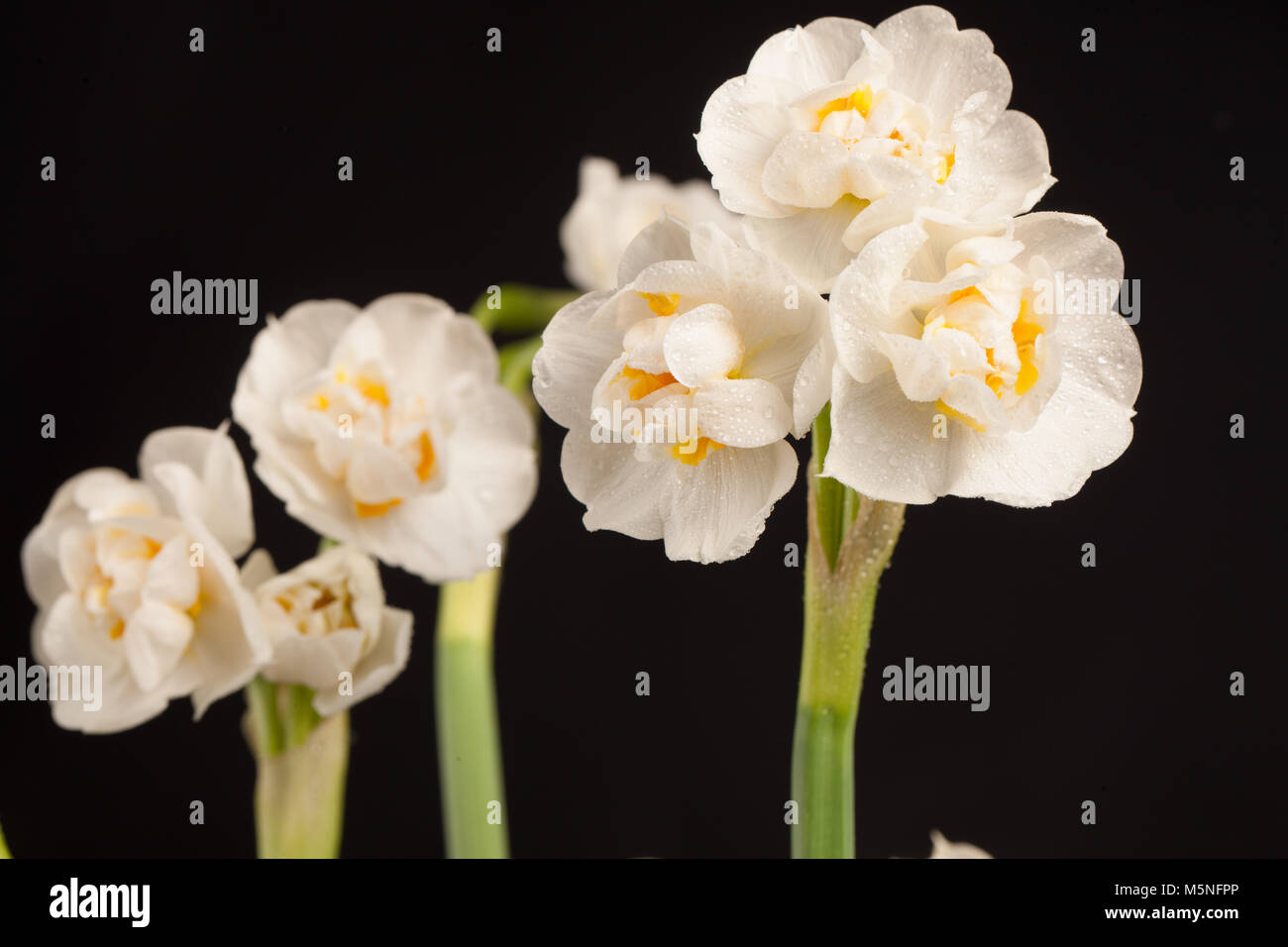 'Bridal Crown' doppelte Gruppe, Dubbel påsklilja Narzisse (Narcissus) Stockfoto