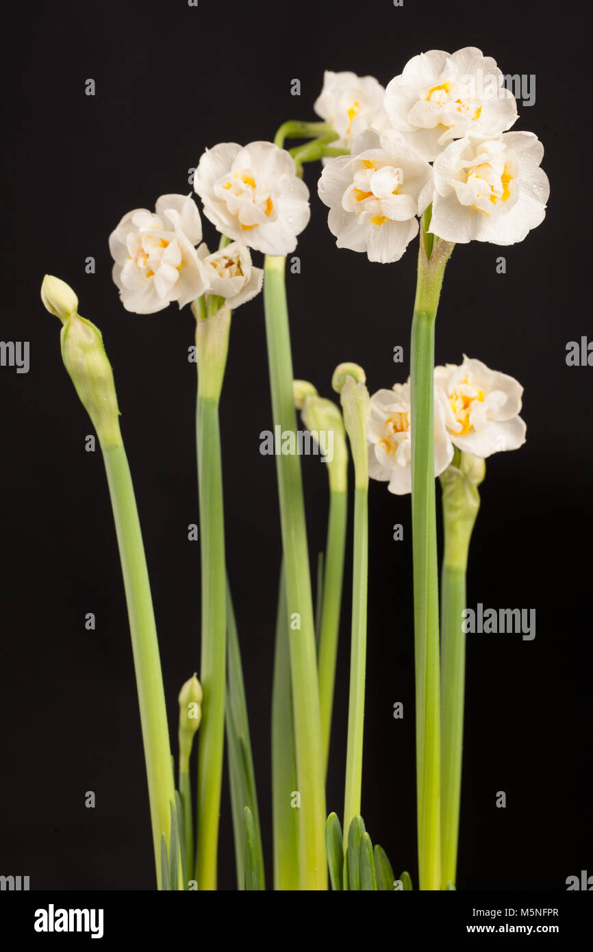 'Bridal Crown' doppelte Gruppe, Dubbel påsklilja Narzisse (Narcissus) Stockfoto