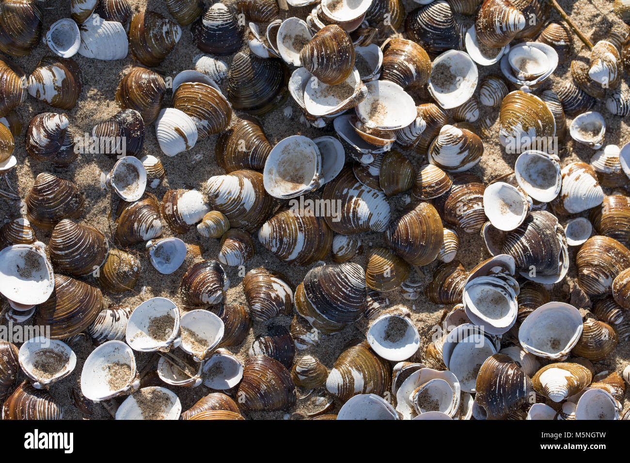 Fluss Muscheln auf dem Rhein und Waal Strand, Küste, Biesbosch Natur ...