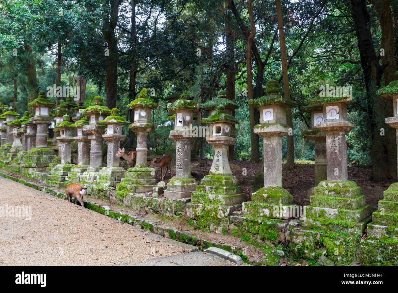 Steinlaternen und Hirsche in Kasuga Taisha Shrine in Nara, Japan Stockfoto