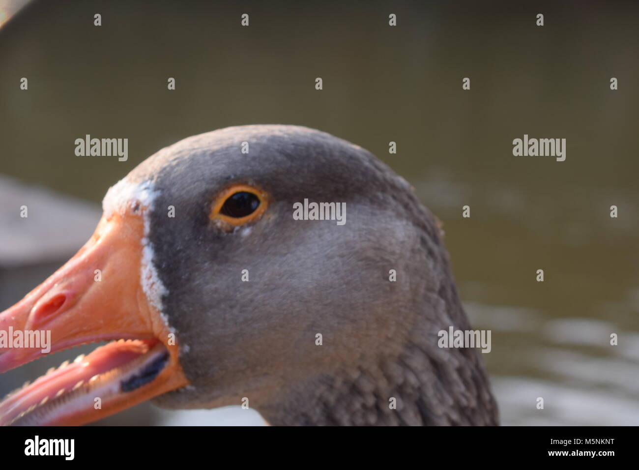 Graue Ente mit Orangen Schnabel Stockfotografie - Alamy