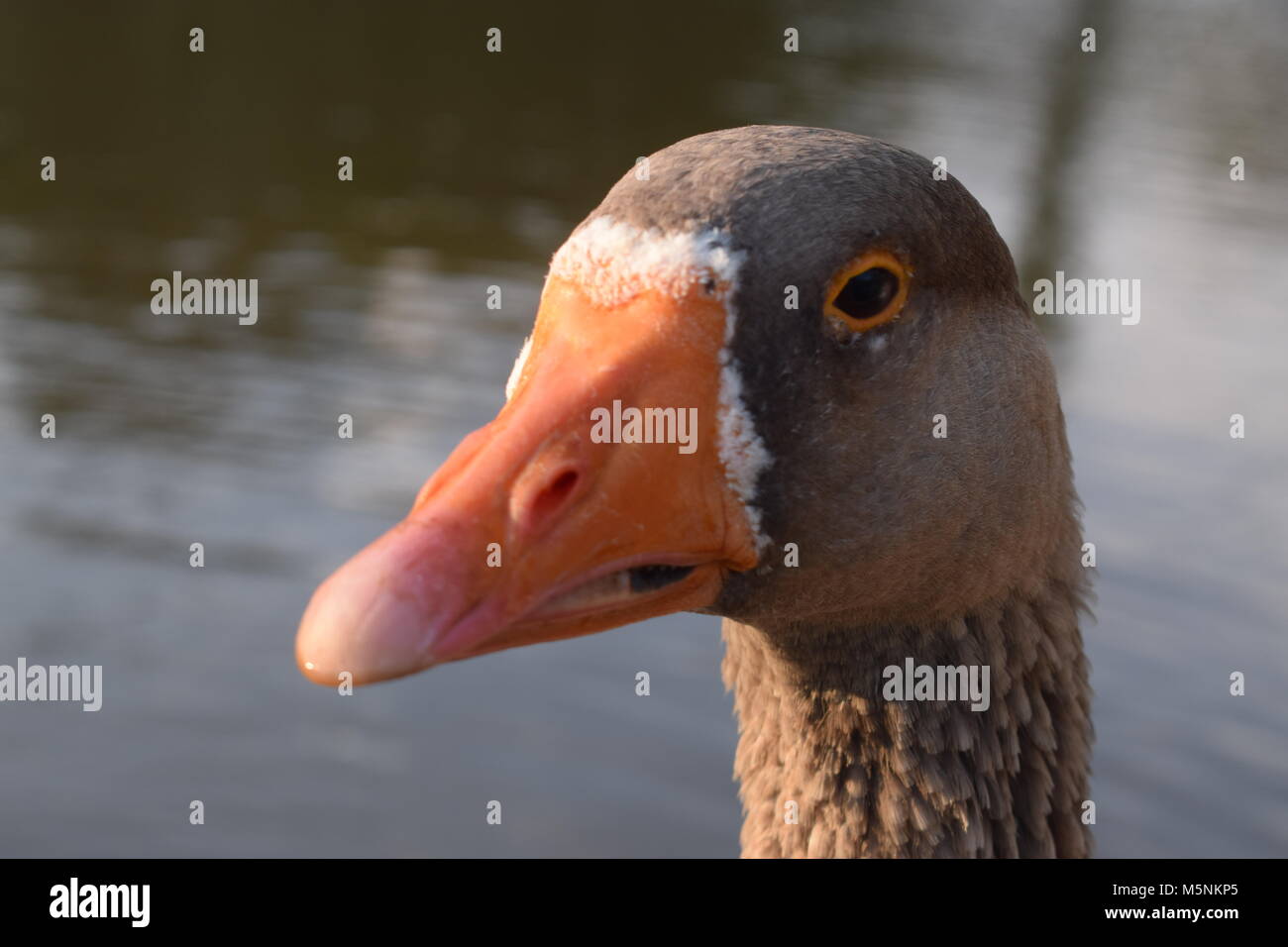 Graue Ente mit Orangen Schnabel Stockfotografie - Alamy