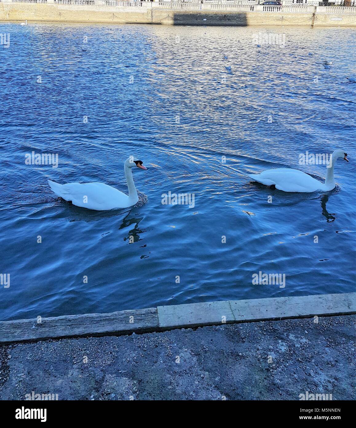 Schwäne und Enten am Fluss Great Ouse, Bedford, Großbritannien Stockfoto