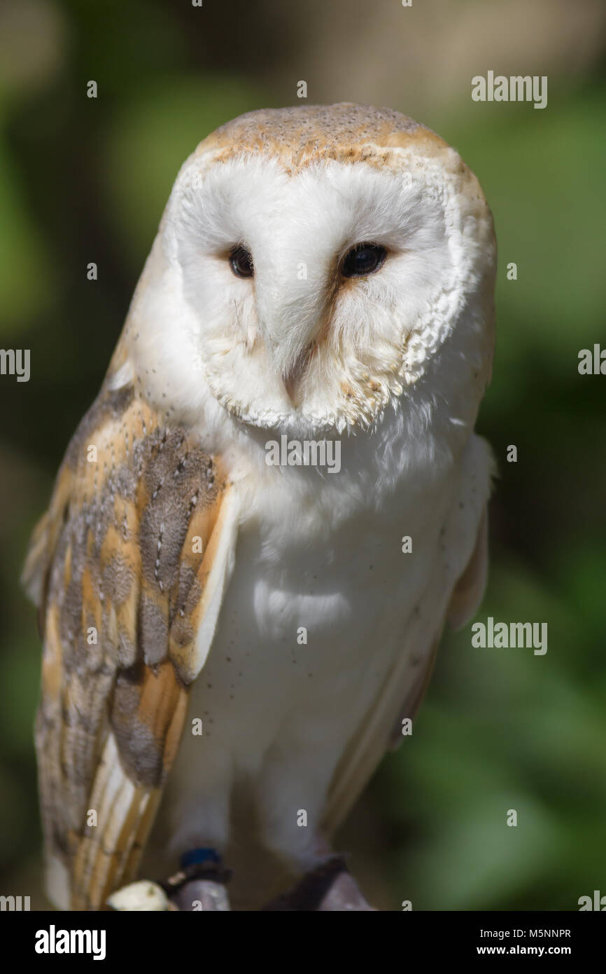 Gemeinsame oder Western Barn Owl lateinischer Name Tyto Alba eine nächtliche Raubvogel in ganz Europa und Nordafrika gefunden Stockfoto