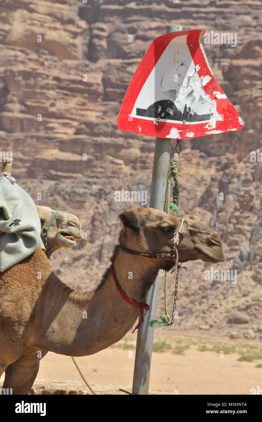 Kamel in Wadi Rum in Jordanien im Nahen Osten warten auf Touristen mit seinen Kopf in der Nähe ein Verkehrsschild den Fahrer zu warnen, über eine Bodenschwelle mit Stockfoto