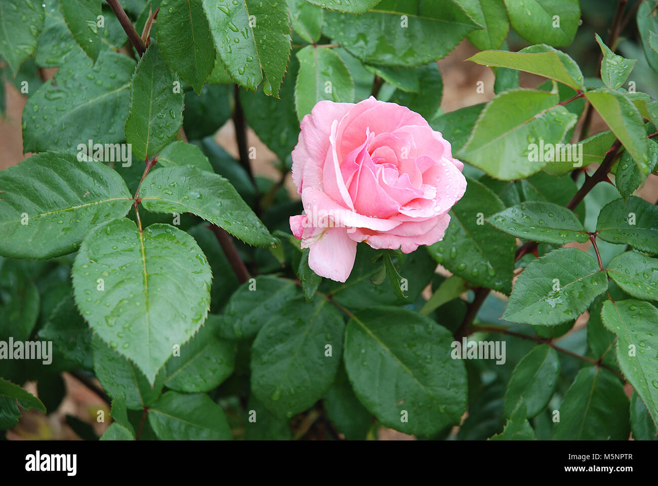 Rosa Rose. Stockfoto