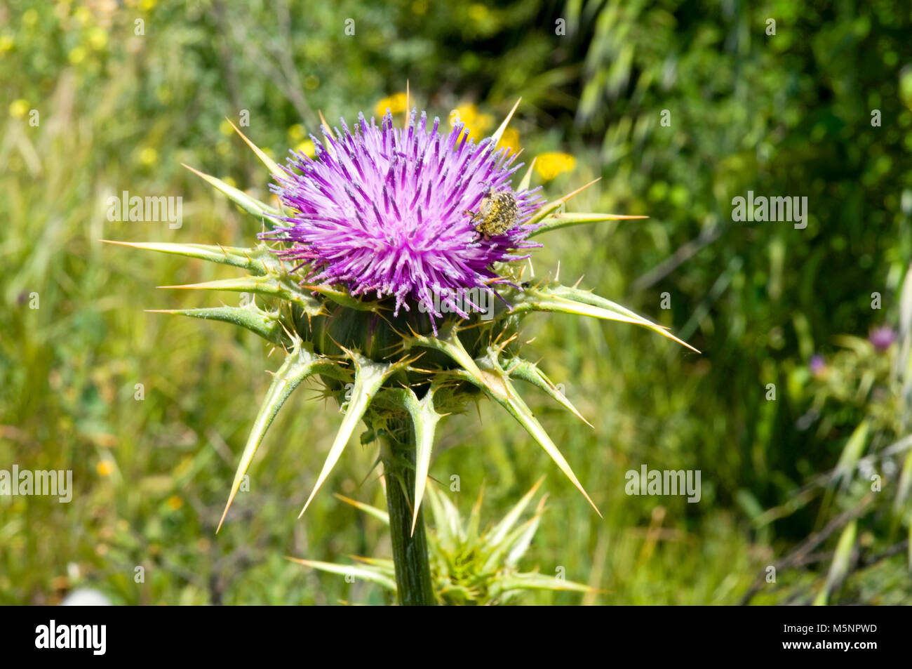 Baumwolle thistle Blume. Ansicht schließen. Stockfoto