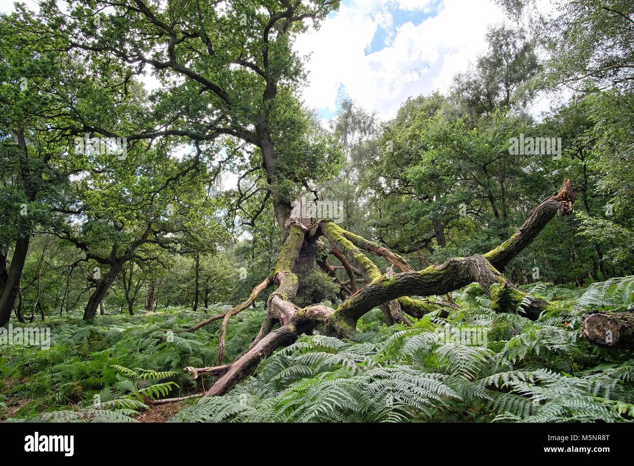 Eichen von Sherwood Forest, jung und sehr alt. Stockfoto