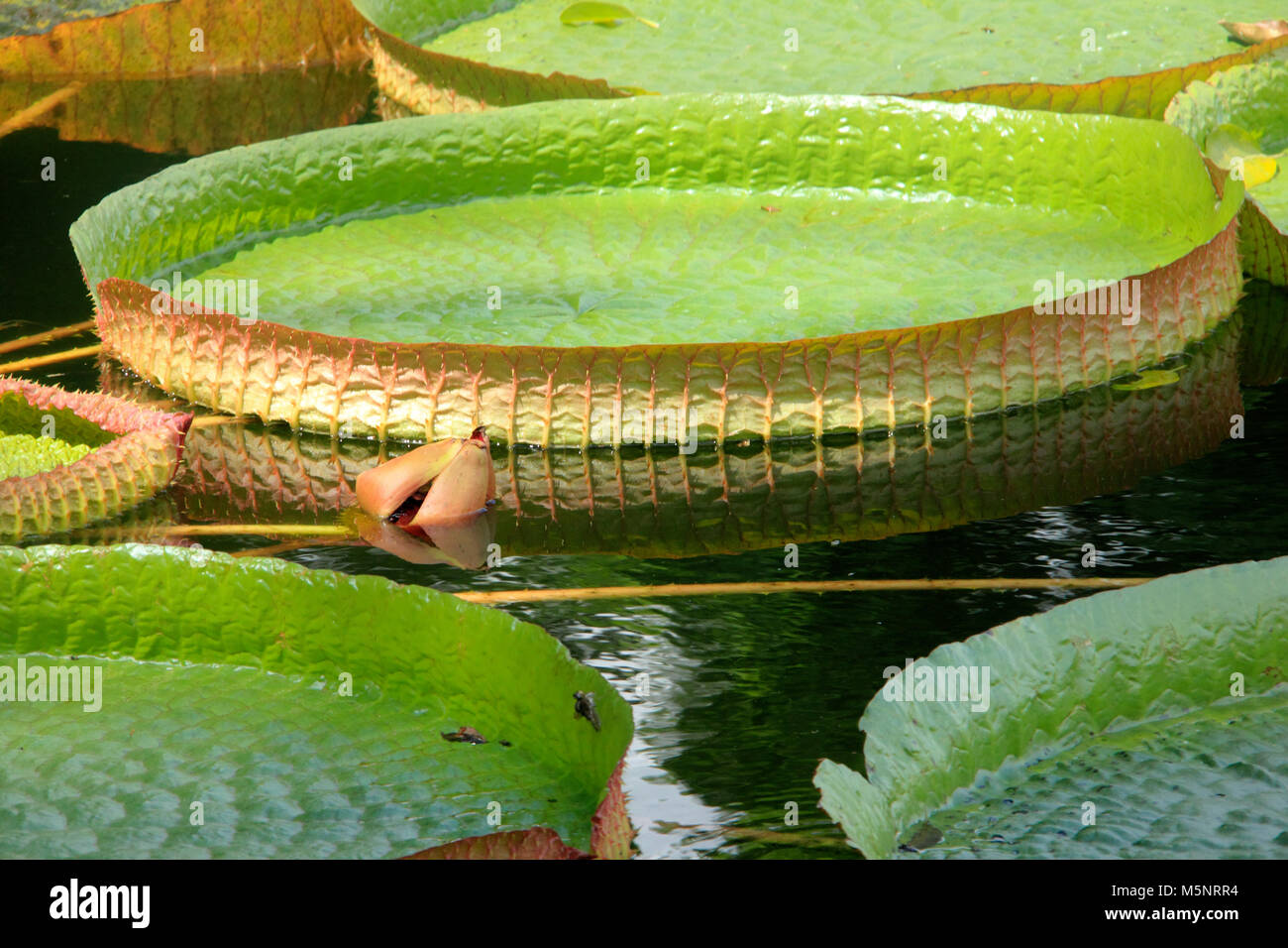 Victoria cruziana aquatische Wasser Pflanze mit riesigen Blättern Pantanal Brasilien Stockfoto