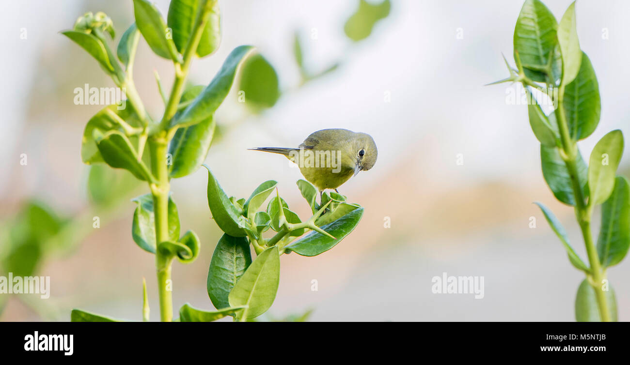 Orange - gekrönte Warbler (Vermivora celata) auf den Blättern in Mexiko gehockt Stockfoto