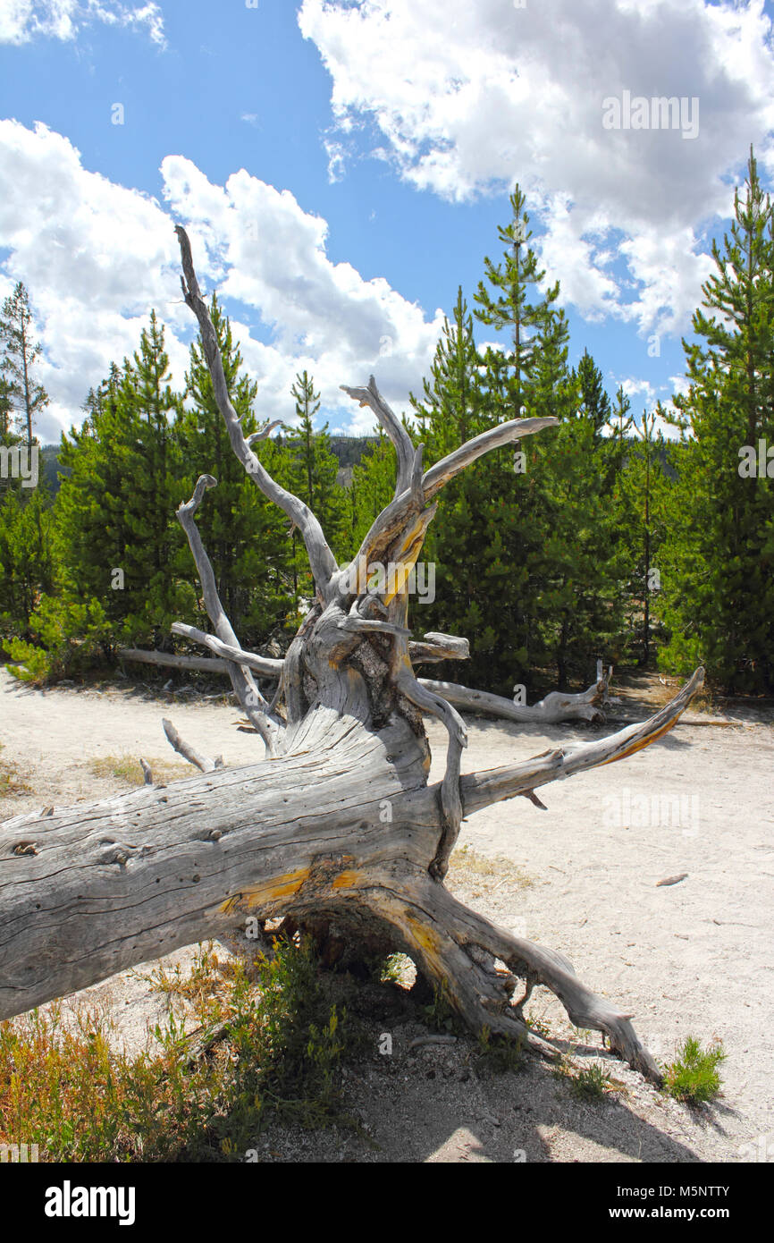 Toten Baumstamm und junge nadelbäume im Frühjahr, Yellowstone National Park, Wyoming, USA Stockfoto