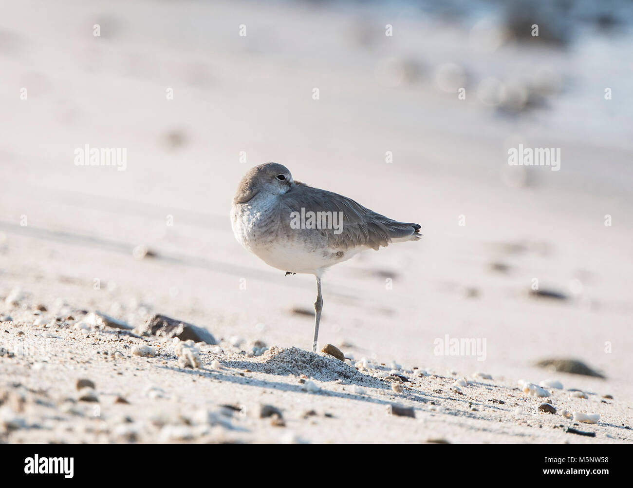 Willet (Tringa semipalmata) auf weißem Sand, Felsstrand in Mexiko Ruhen Stockfoto