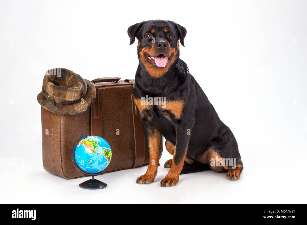 Cute rottweiler Hund mit Reisen valise. Stockfoto