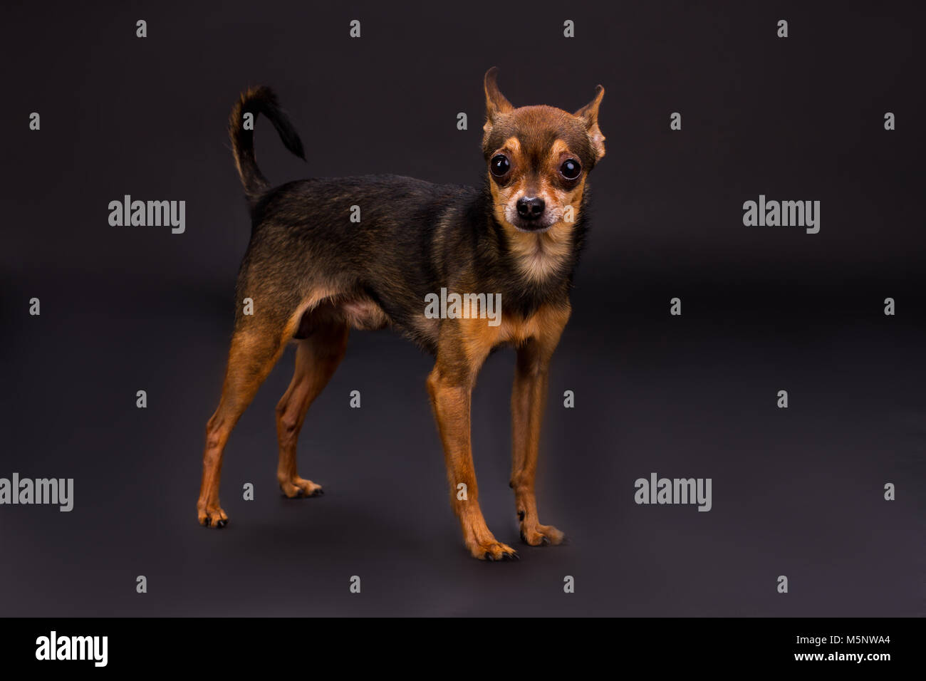 Toy-Terrier, Studio shot domestiziert. Stockfoto