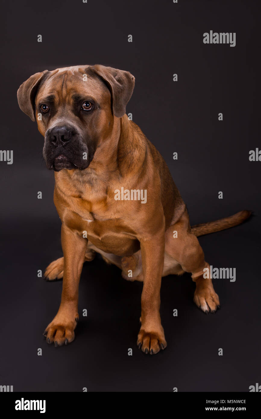 Braun Cane Corso Italiano Dog Stockfotografie Alamy