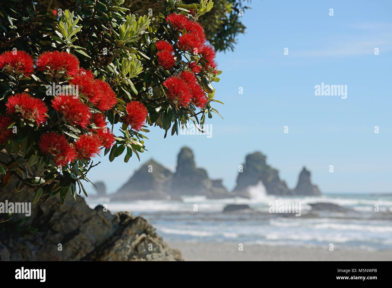 Blumen von Neuseeland pohutakawa, Metrosideros excelsa, Frame ein Strand an der Westküste, Südinsel, Neuseeland. Stockfoto