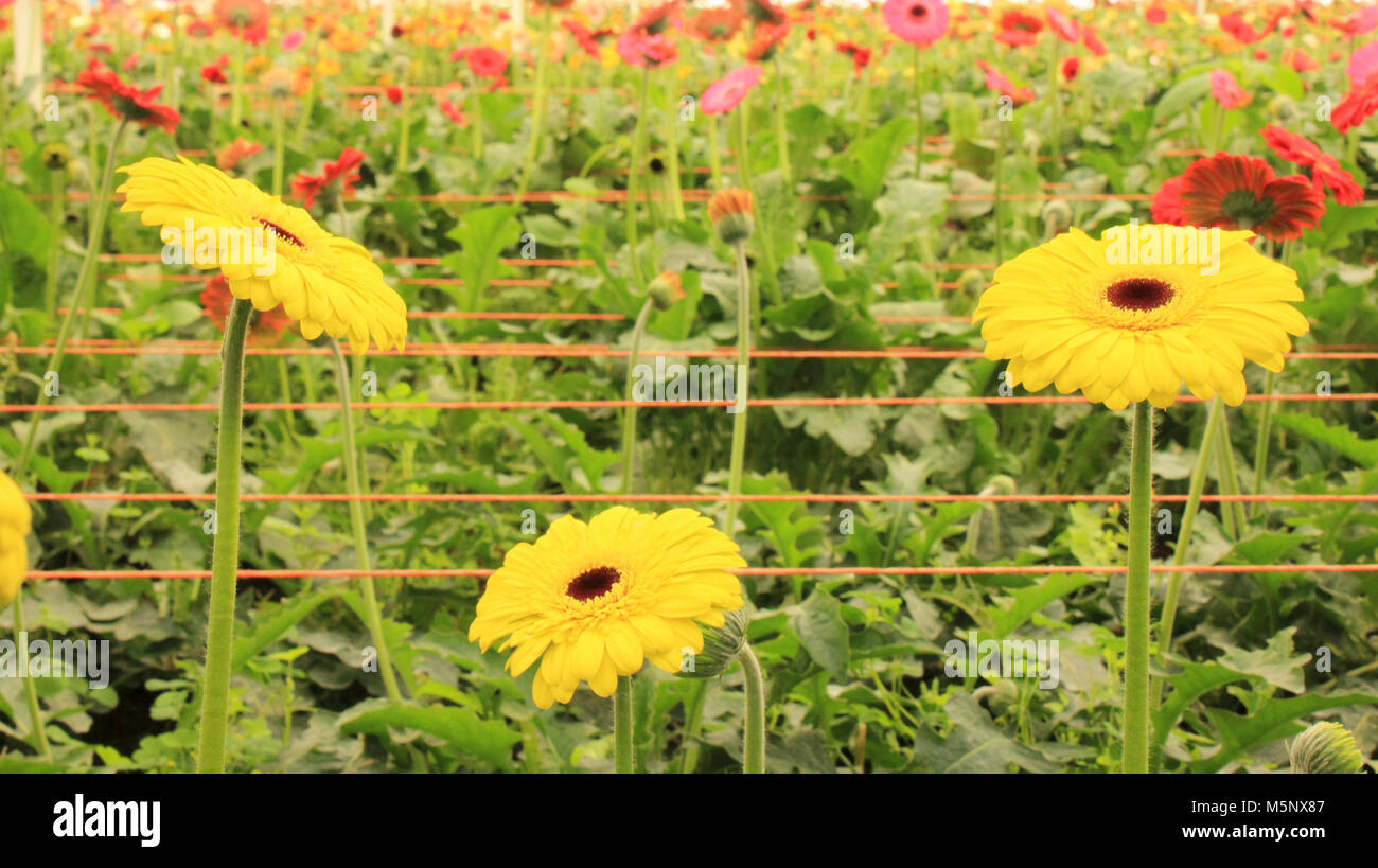 Die gerbera Zierpflanzen Schnittblumen Stockfoto