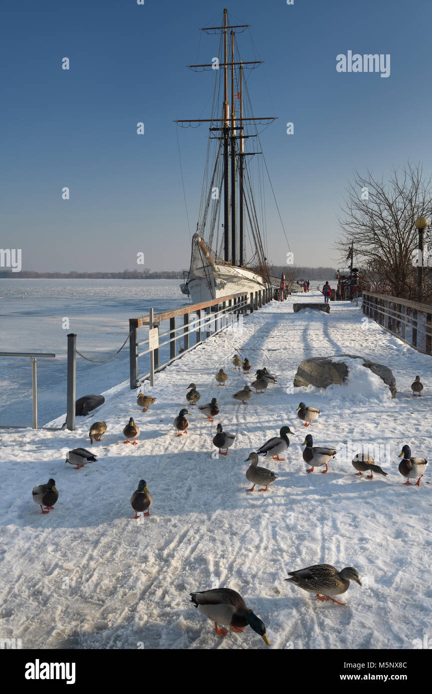 Zahme Stockenten auf Schnee mit der Harbourfront Pier in musikalische Gärten Lake Ontario mit Empire Sandy Tall Ship und Toronto Island Stockfoto