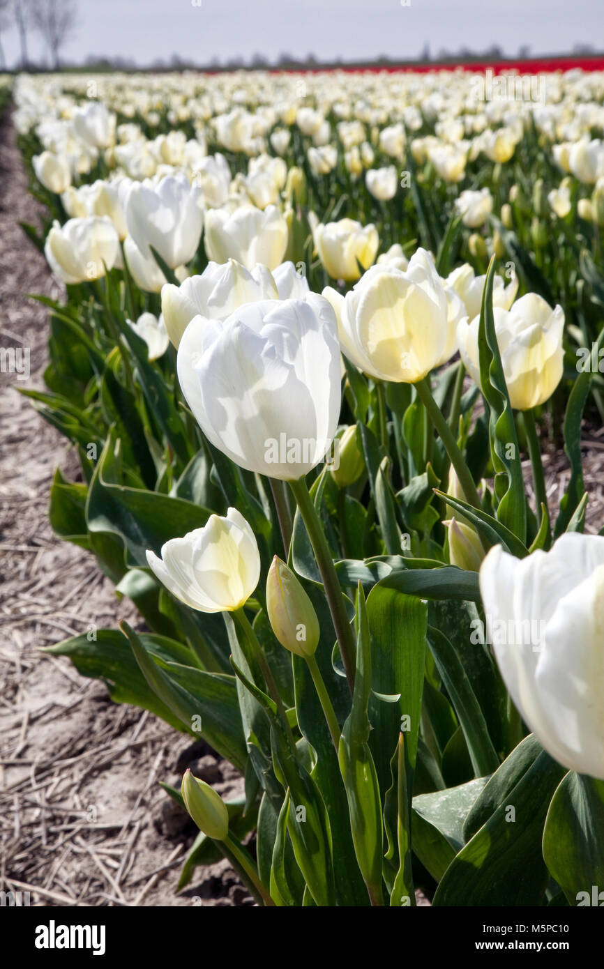 Luftaufnahmen von weißen holländischen TULPENFELDER Stockfoto