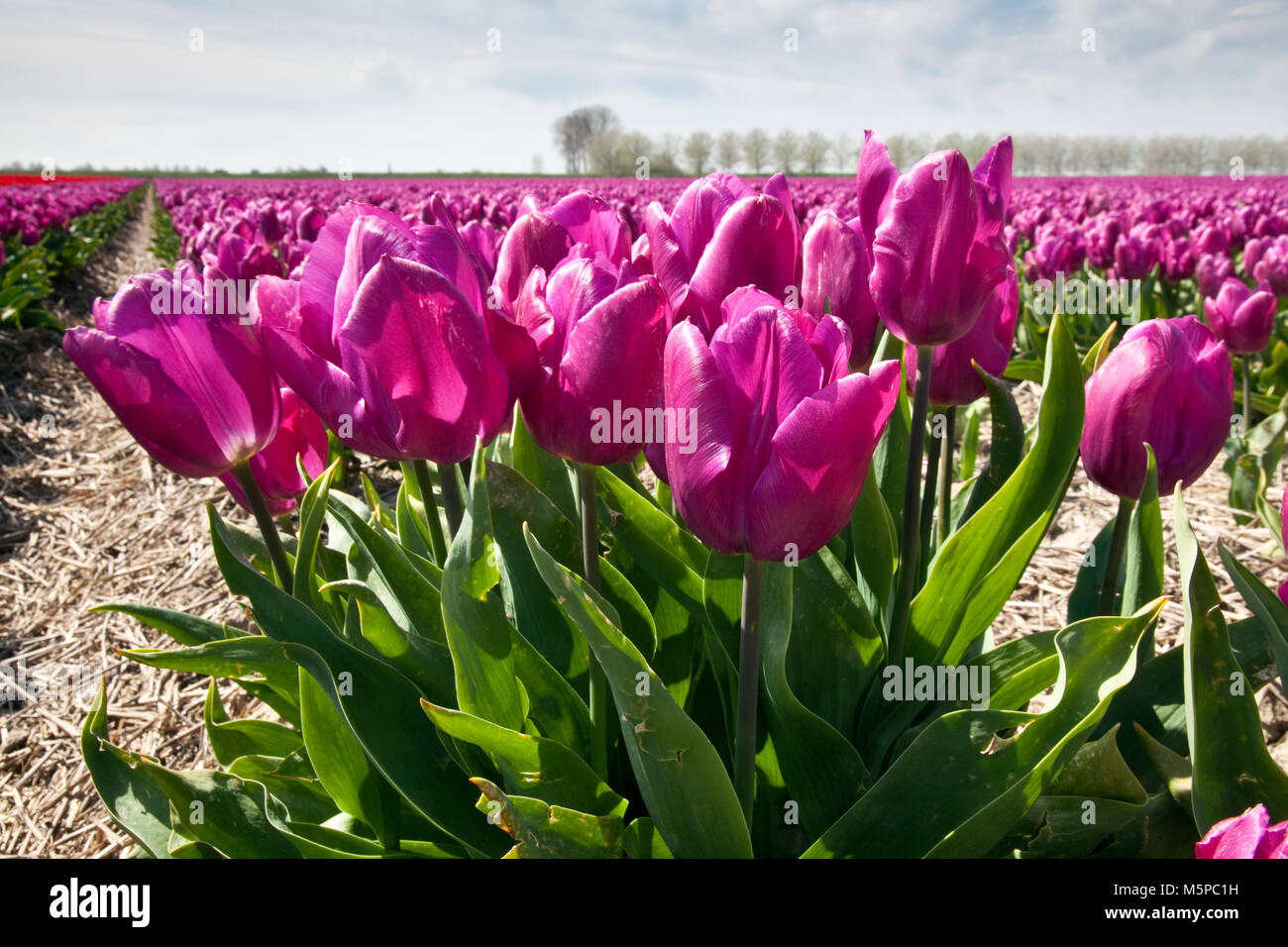 Luftaufnahmen von PURLPLE HOLLÄNDISCHEN TULPENFELDER Stockfoto