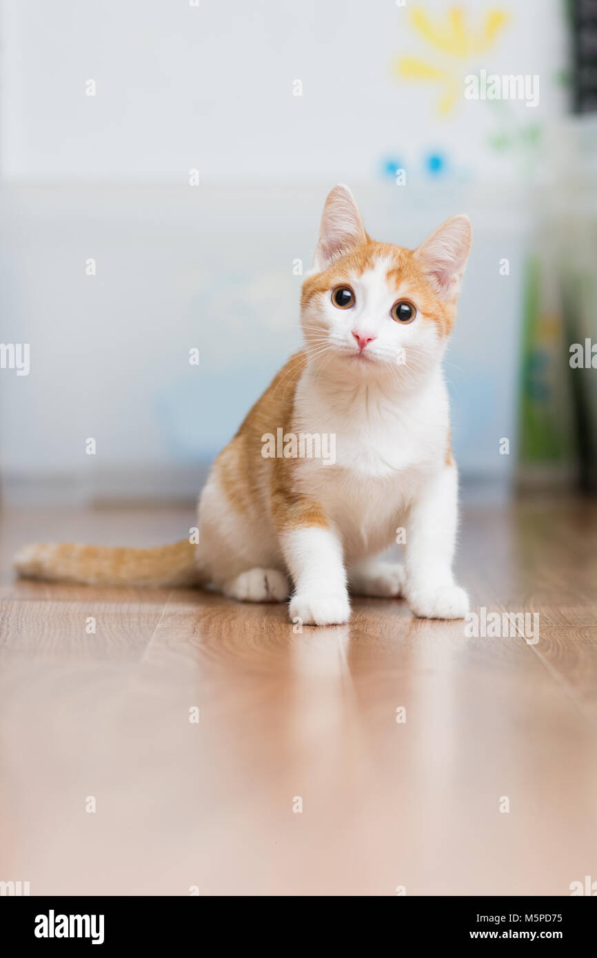 Rothaarige kleine Katze auf dem Boden sitzend Stockfoto