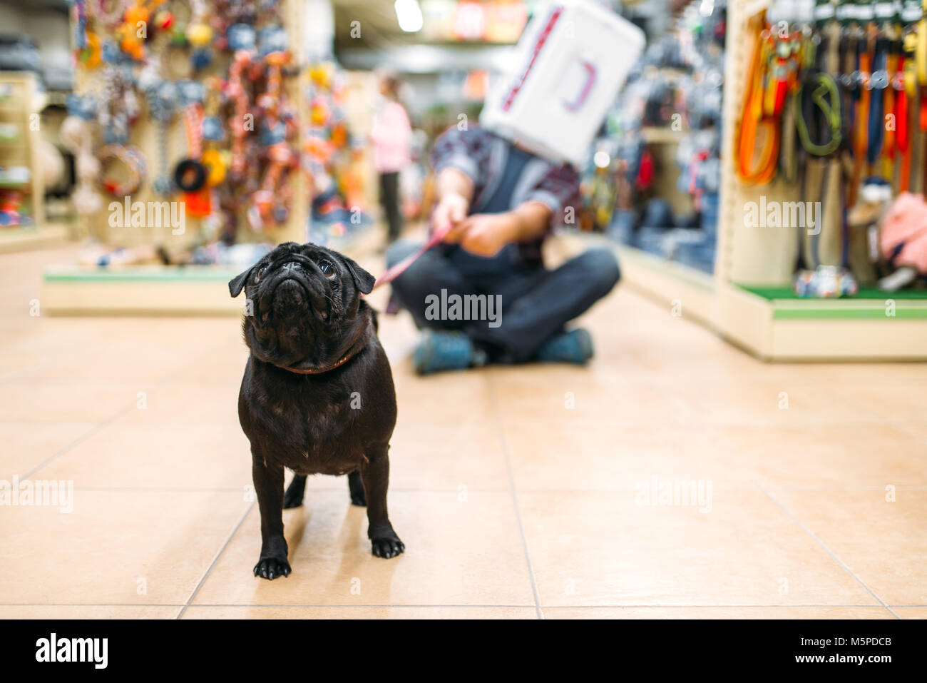 Vater Spaß mit Hund in Pet Shop. Familie beschließt, Zubehör in petshop, Pflege für Haustiere Stockfoto