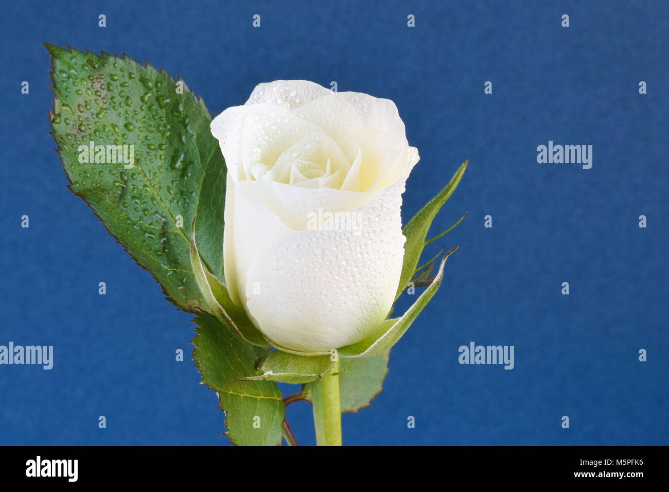 Nahaufnahme Der Einzelne Weisse Rose Mit Wassertropfen Auf Bluten Gegen Einen Dunkelblauen Hintergrund Stockfotografie Alamy