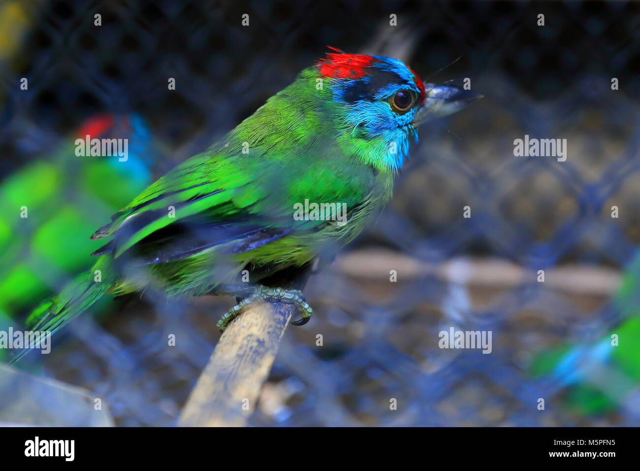 Blau throated barbet - van Vieng - Laos Stockfoto
