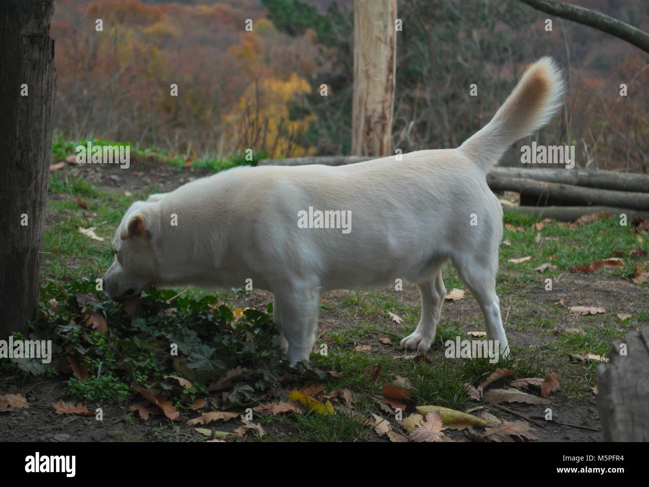 Freundlich weißer Hund auf der Suche nach Etwas im Gras Stockfoto