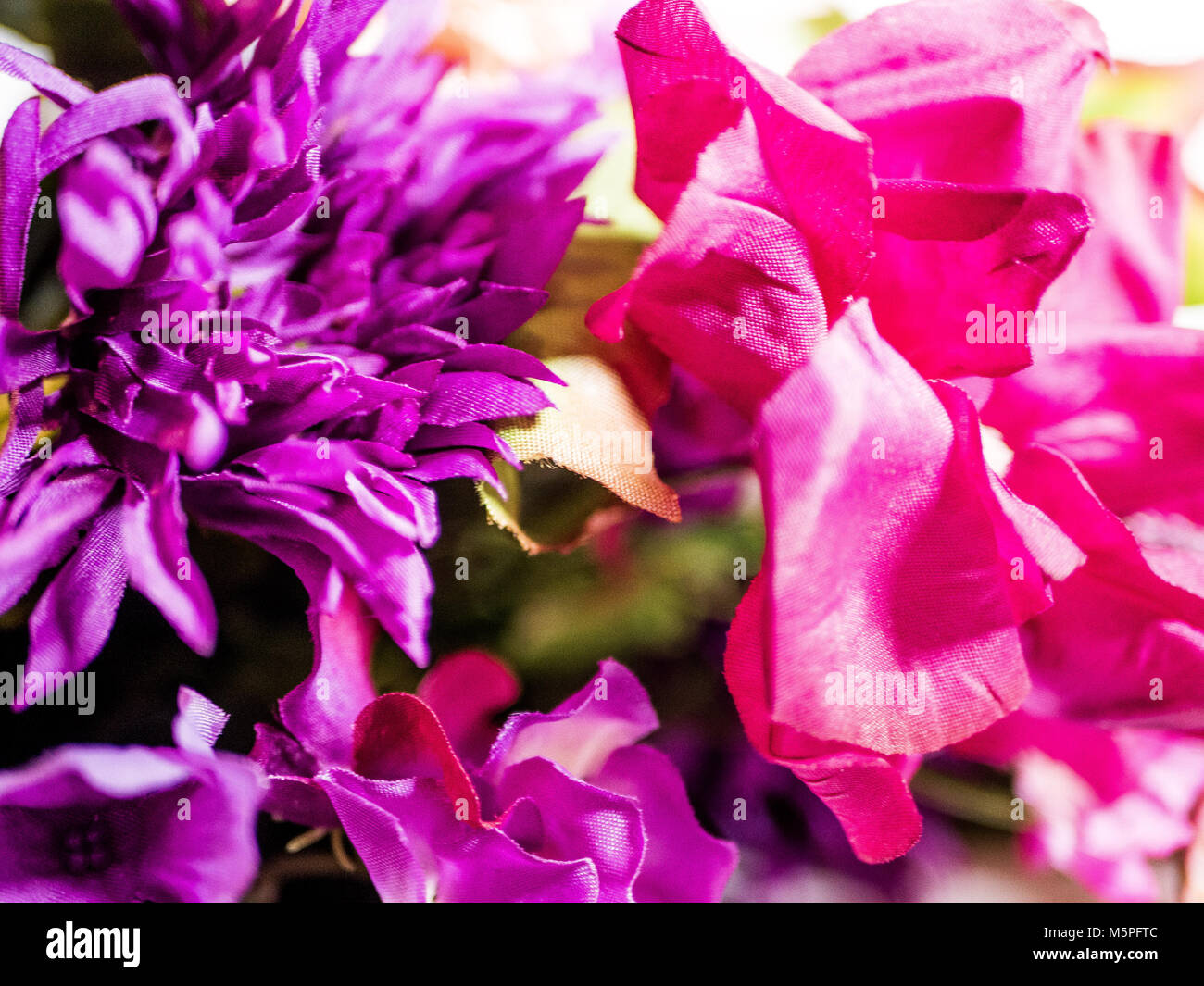 Schöne rosa und lila Blüten. Stockfoto